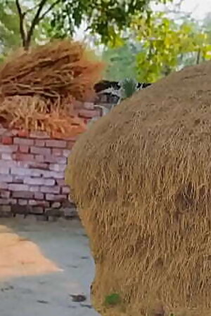 खेत मे काम कर रही लड़की को पटक के कुतिया बना के चोदा