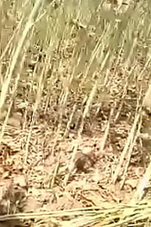 खेत मे चोदाई